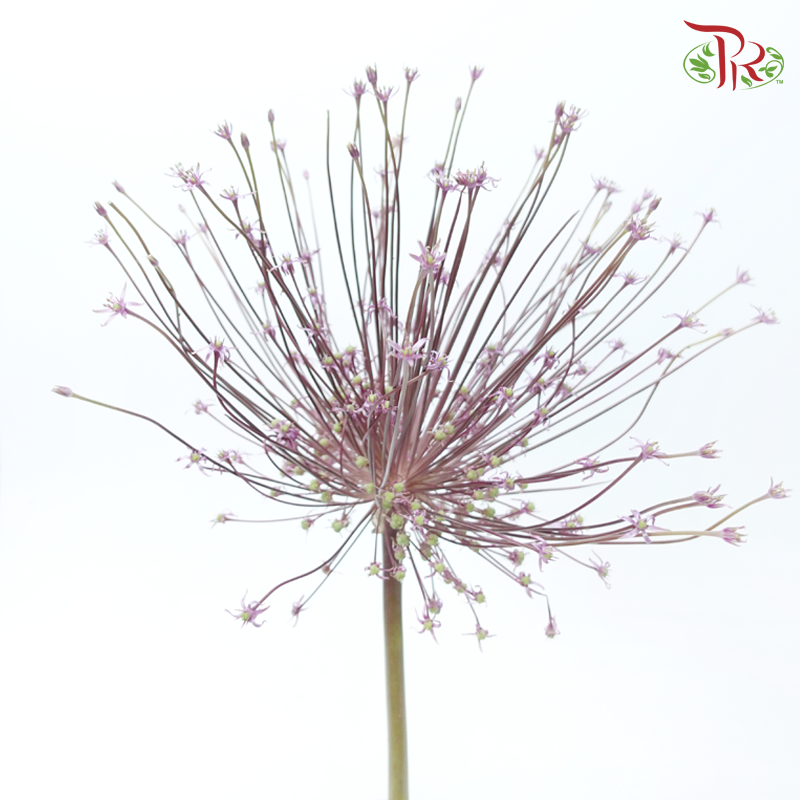Allium Schubertii