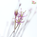 Allium Schubertii