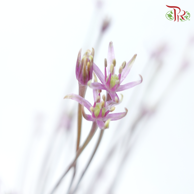 Allium Schubertii