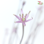 Allium Schubertii