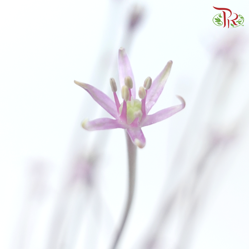 Allium Schubertii