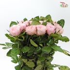 Rose 《玫瑰》