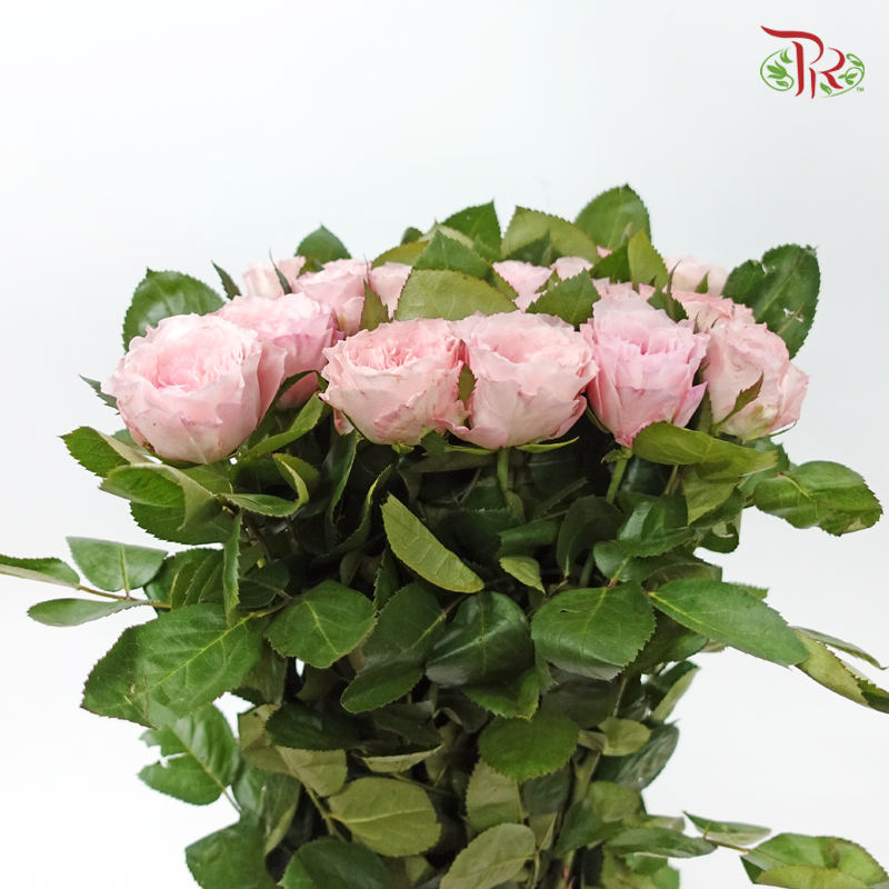 Rose 《玫瑰》