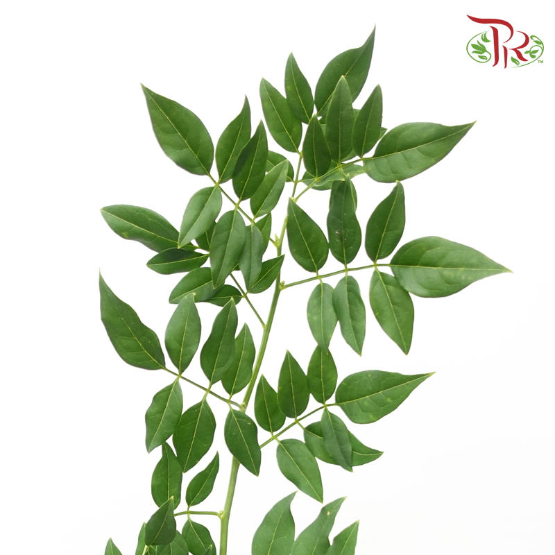 Jasminum