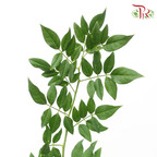 Jasminum