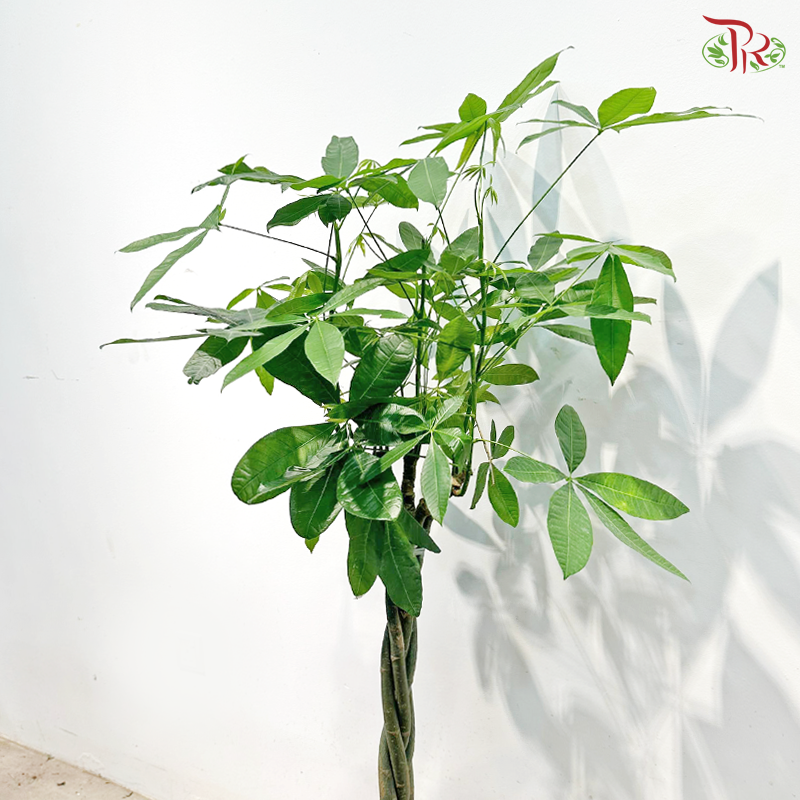 Pachira 5 Plaits 3'OH《发财树》