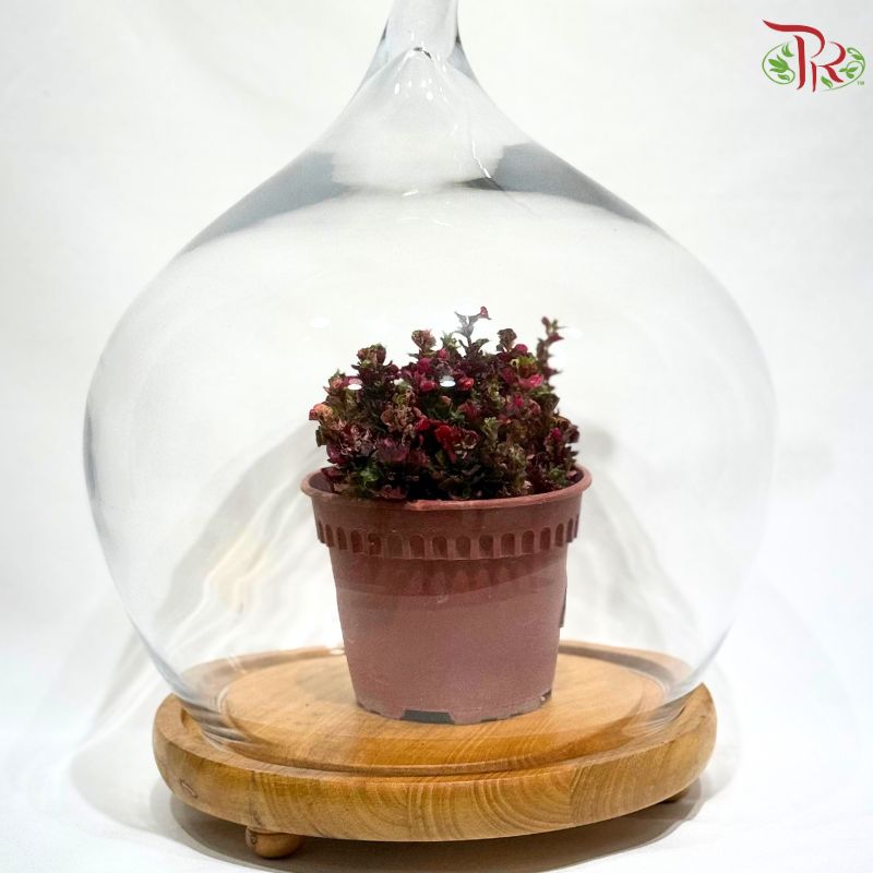 283633W-A- Apple Shape Glass Dome