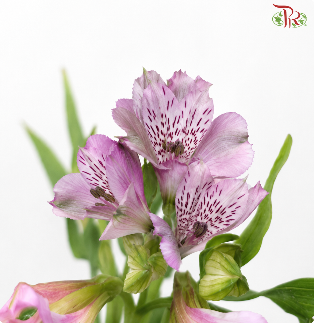 Alstroemeria