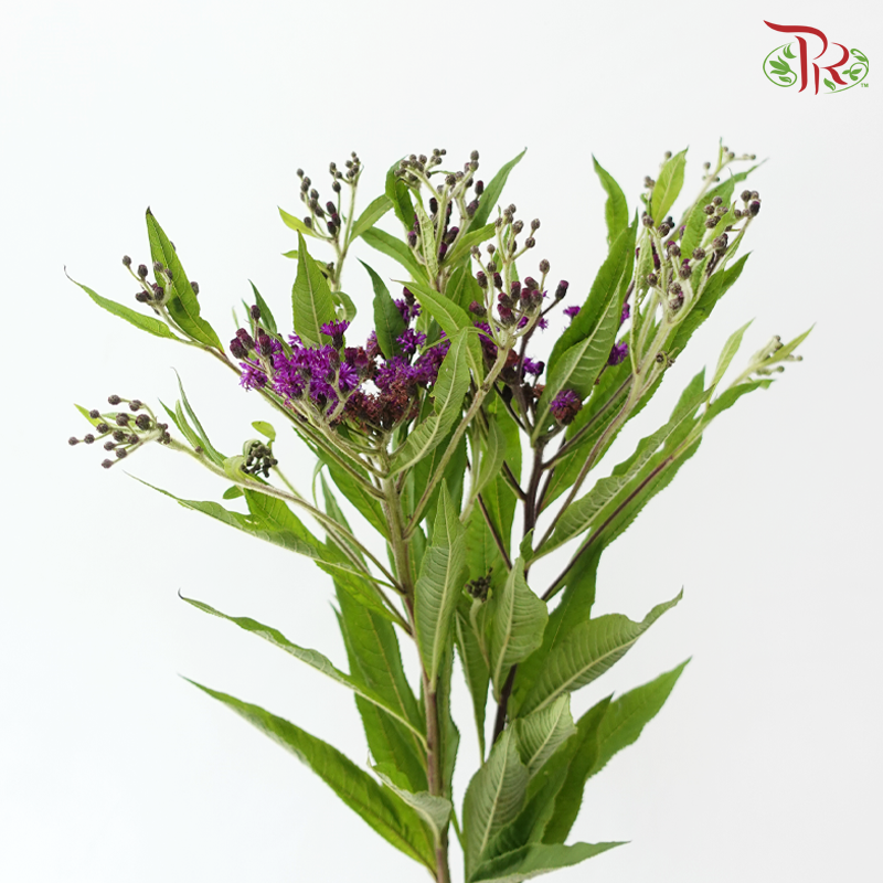 Vernonia
