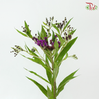 Vernonia