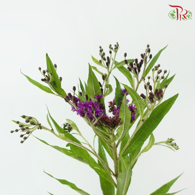 Vernonia