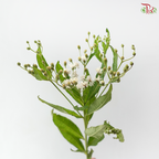 Vernonia