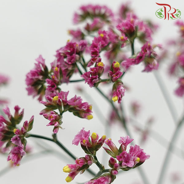 Limonium - Pink (5 Stems) - Pudu Ria Florist