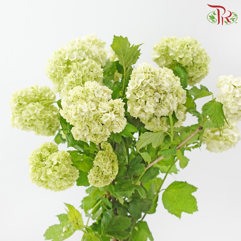 Adiantum