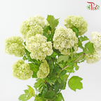 Adiantum