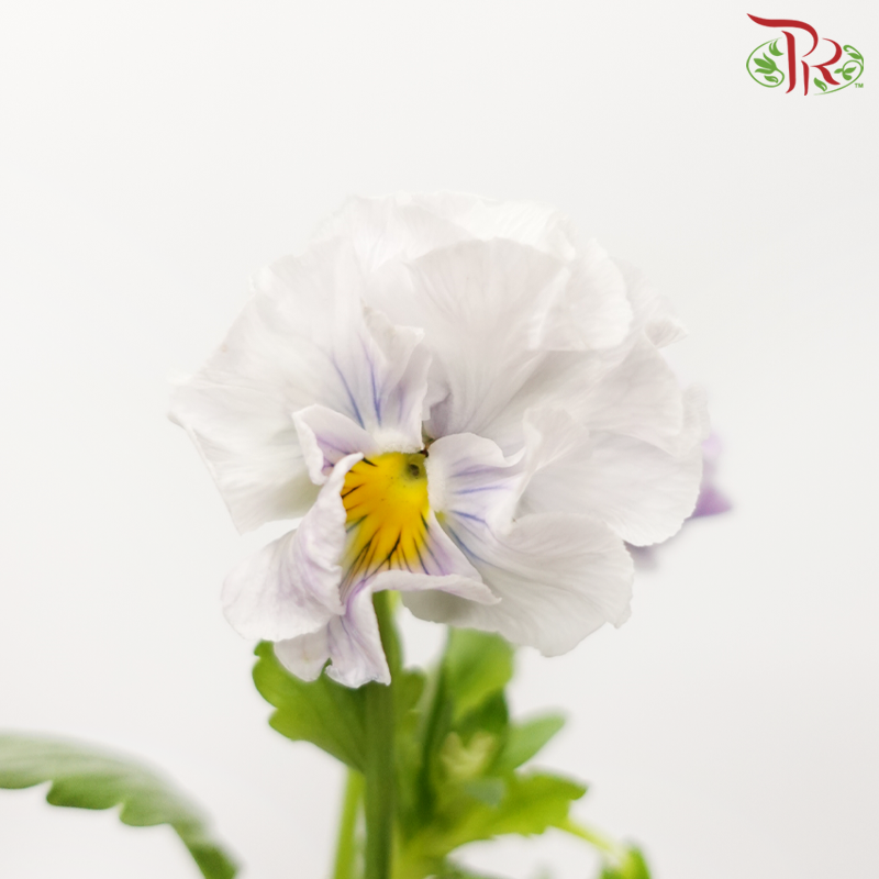 Viola