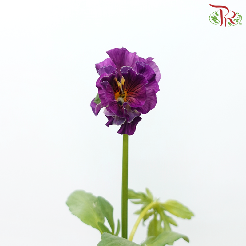 Viola