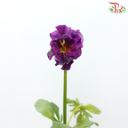 Viola