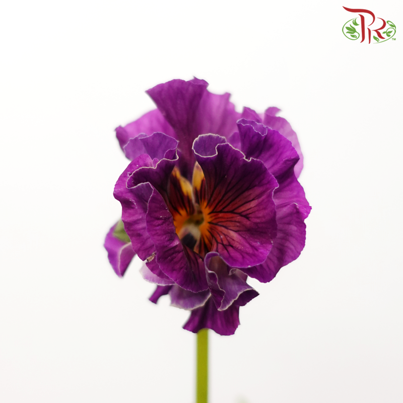 Viola