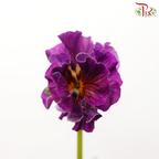 Viola