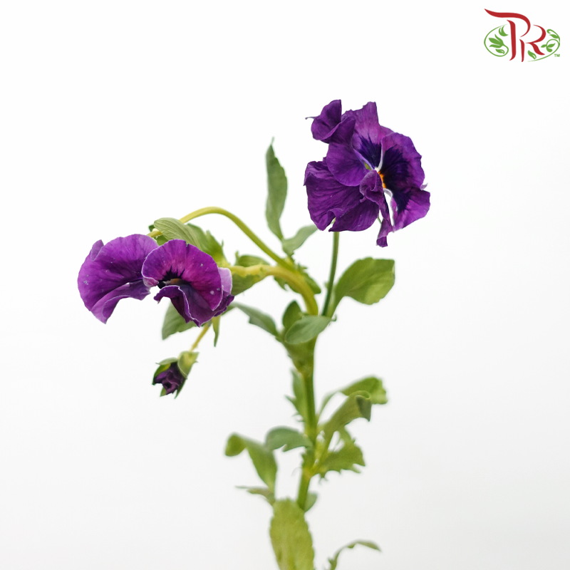 Viola