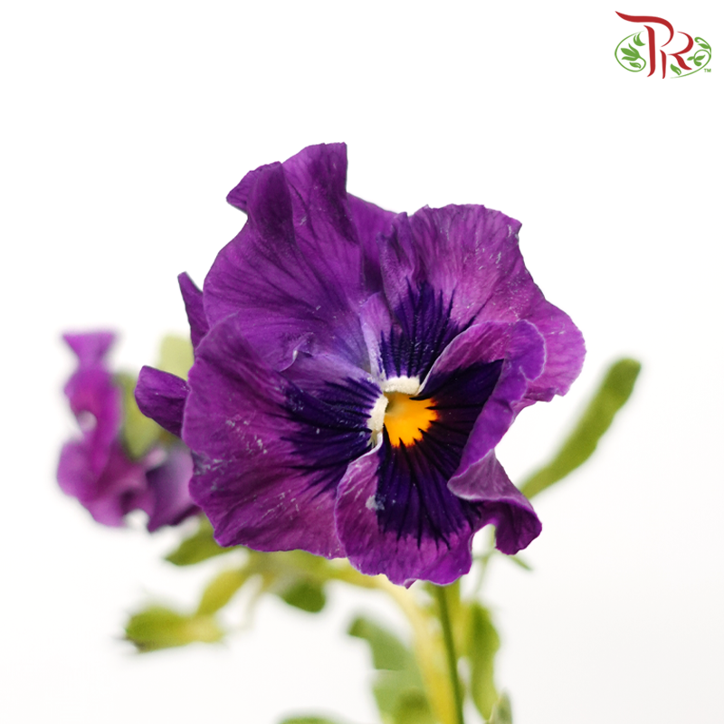 Viola
