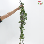 Vitis Amurensis