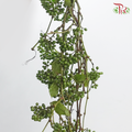 Vitis Amurensis