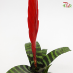 Vriesea Era 《虎紋凤梨花》*Without blooms* - Pudu Ria Florist