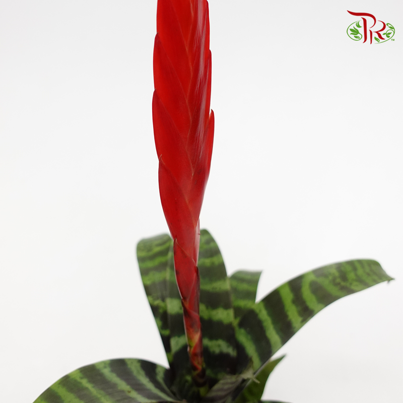 Vriesea Era 《虎紋凤梨花》*Without blooms* - Pudu Ria Florist