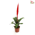 Vriesea Era 《虎紋凤梨花》*Without blooms* - Pudu Ria Florist