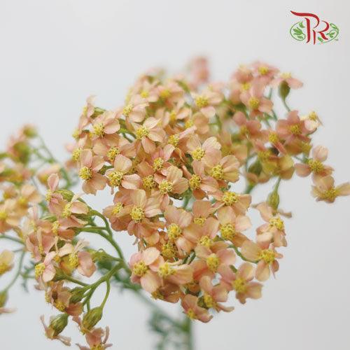 Achillea / Yarrow - Light Brown (5 Stems) - Pudu Ria Florist