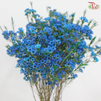 Wax Flower 《蜡花》
