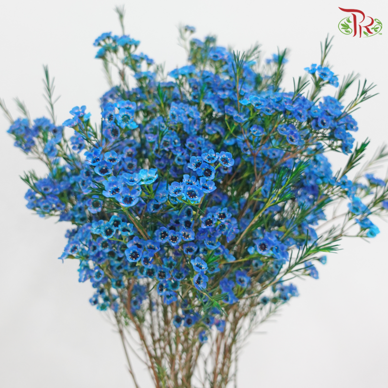 Wax Flower 《蜡花》
