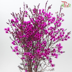 Wax Flower《蜡花》