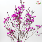 Wax Flower《蜡花》
