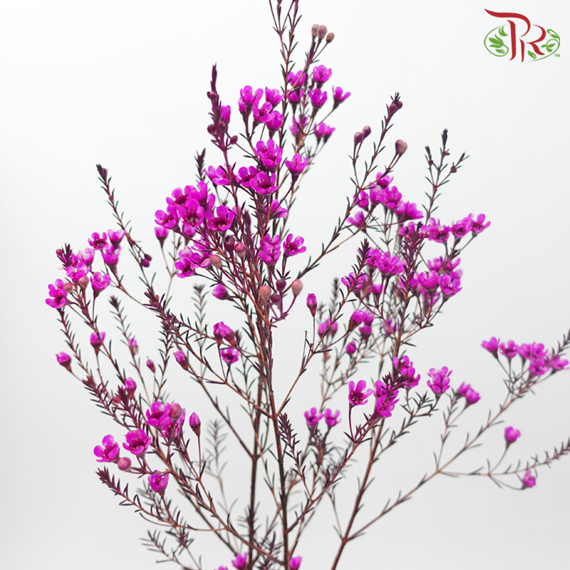 Wax Flower 《蜡花》