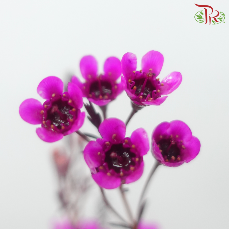 Wax Flower 《蜡花》