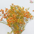 Wax Flower 《蜡花》