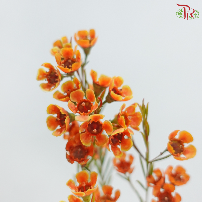 Wax Flower 《蜡花》