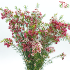 Wax Flower 《蜡花》
