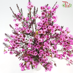Wax Flower 《蜡花》