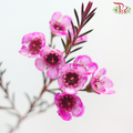 Wax Flower 《蜡花》