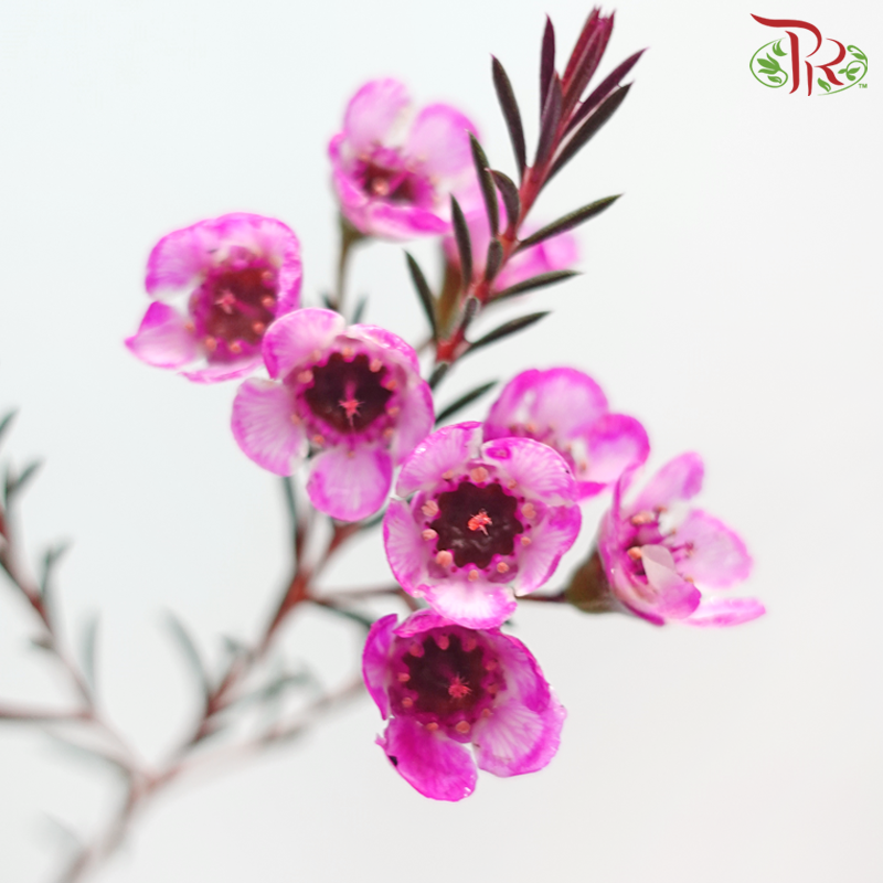 Wax Flower 《蜡花》