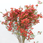 Wax Flower 《蜡花》