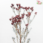 Wax Flower 《蜡花》