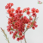 Wax Flower 《蜡花》