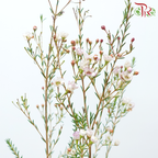 Wax Flower 《蜡花》