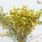 Wax Flower 《蜡花》