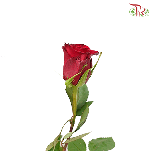Ceres Rose - Red Paris (25 stems) - Pudu Ria Florist